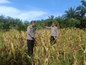 Akselerasi Swasembada Pangan Nasional, Polsek Rambah Hilir Dorong Desa Pasir Jaya Jadi Role Model Jagung Hibrida