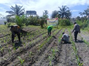 Dukung Swasembada Pangan Nasional, Polsek Kunto Darussalam Perkuat Kemandirian Pangan Daerah melalui Pengembangan Jagung Hibrida