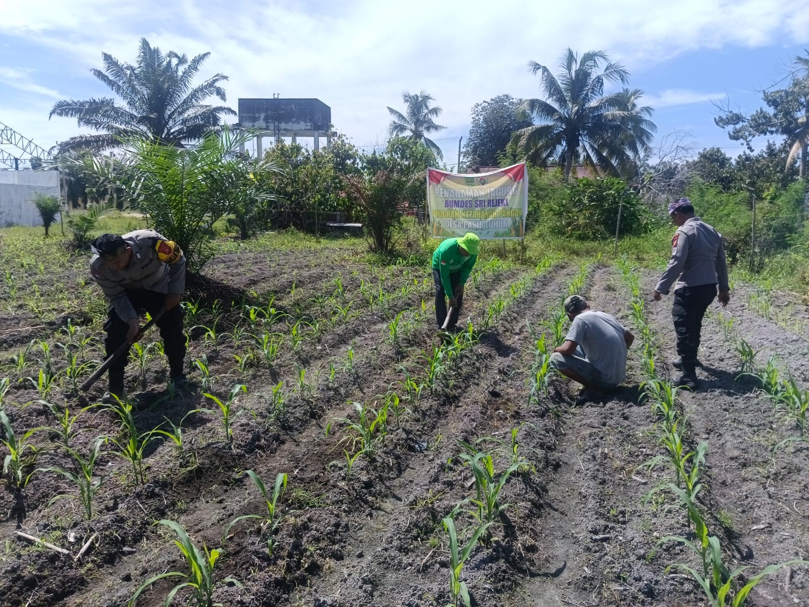 Dukung Swasembada Pangan Nasional, Polsek Kunto Darussalam Perkuat Kemandirian Pangan Daerah melalui Pengembangan Jagung Hibrida