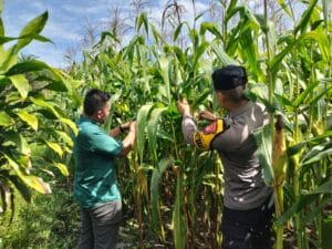 Dukung Ketahanan Pangan Nasional, Polsek Tambusai Utara Pantau Pemanfaatan Lahan Jagung Pipil di Desa Mekar Jaya
