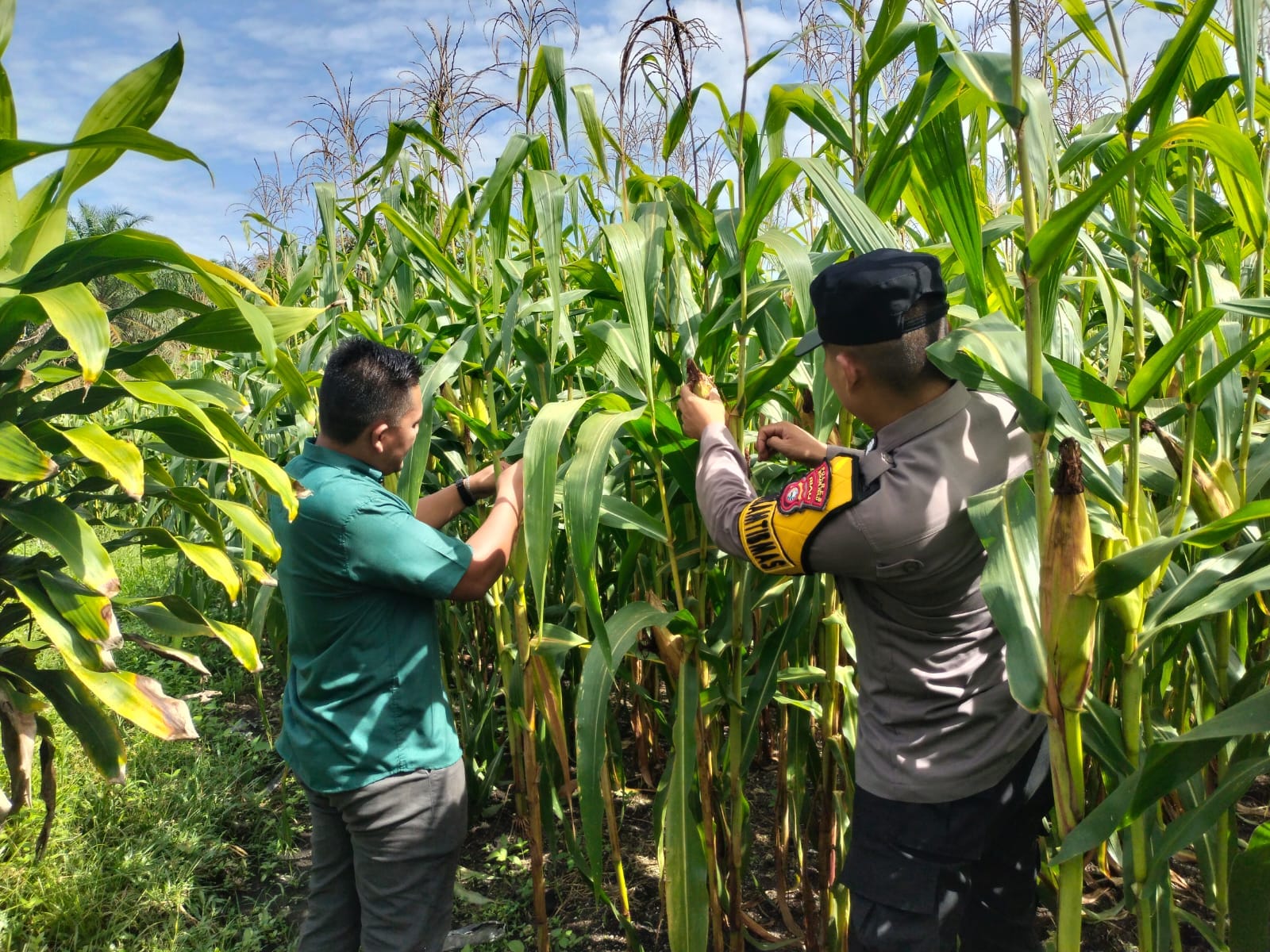 Dukung Ketahanan Pangan Nasional, Polsek Tambusai Utara Pantau Pemanfaatan Lahan Jagung Pipil di Desa Mekar Jaya