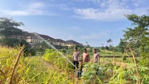 Polres Rokan Hulu Intensif Rawat Jagung Hibrida di Musim Kemarau, Dukung Ketahanan Pangan Nasional