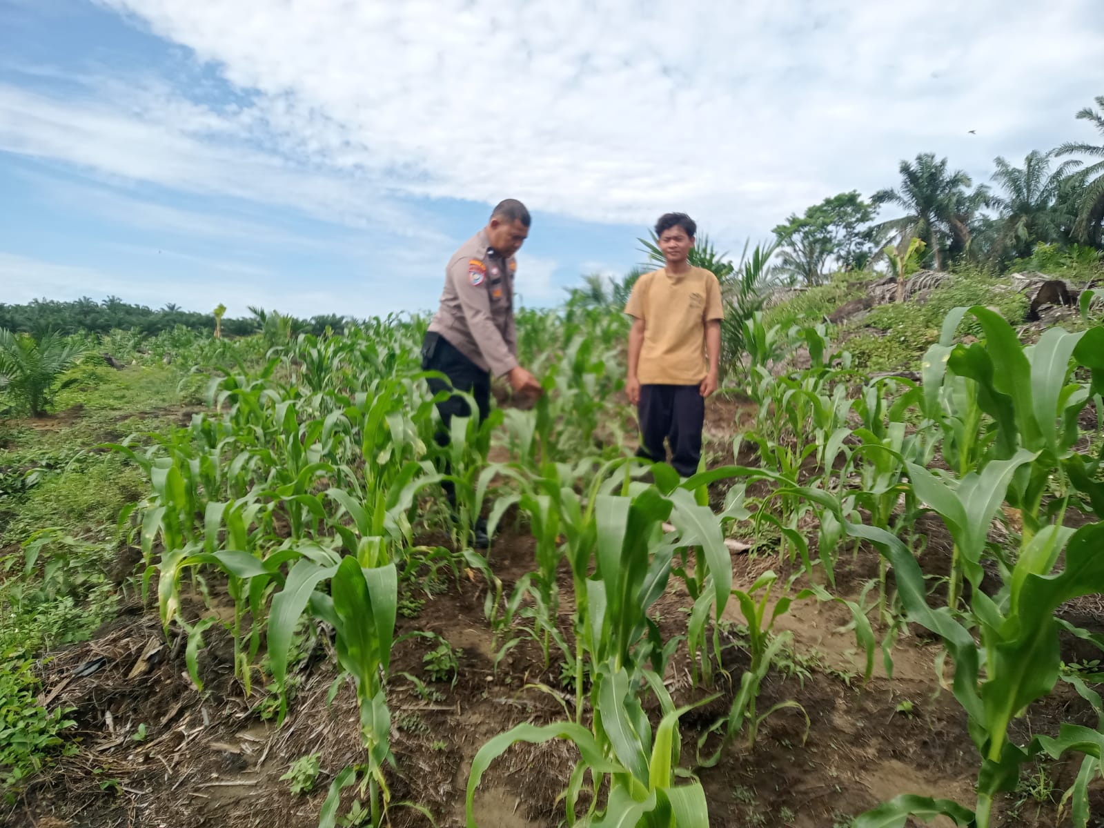 Polsek Kabun Dorong Swasembada Pangan Lewat Jagung Tumpang Sari Desa Kabun,Petani Sejahtera dan Pangan Terjamin