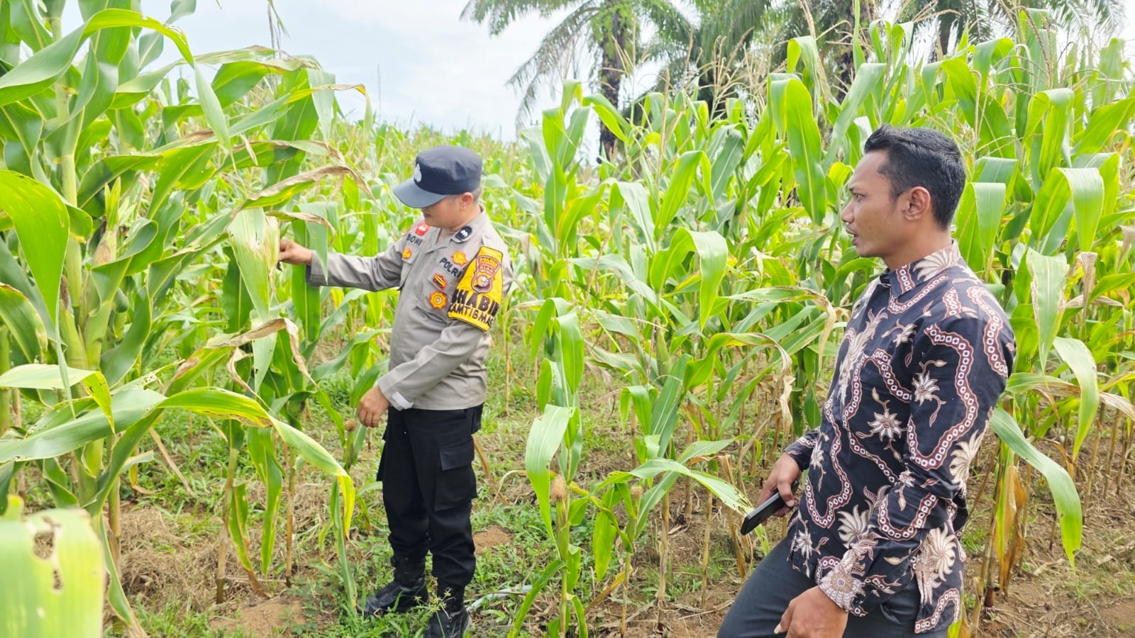 Polsek Tandun Kawal Ketahanan Pangan Nasional Lewat Penguatan Produksi Jagung Pipil di Tapung Jaya